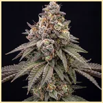 Gelato 41 x Vanilla Frosting Feminized Seeds featured image