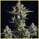 Autoflower Sweet Mix Pack Seeds additional image 2