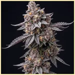 Sweet Mix Pack Weed Seeds additional image 1