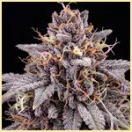 Gelato Sherbet Feminized Seeds additional image 1