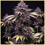 Gelato Sherbet Feminized Seeds featured image