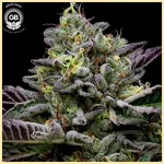 GelBanger Feminized Seeds additional image 1