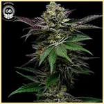 GelBanger Feminized Seeds featured image