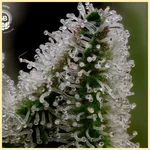 GelBanger Feminized Seeds additional image 2