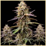 Gelonade Autoflower Seeds featured image