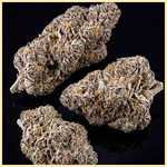 Gelonade Feminized Seeds additional image 2