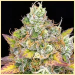 Gelonade Feminized Seeds additional image 1