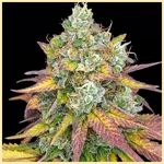 Gelonade Feminized Seeds featured image