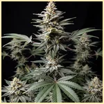 Autoflower Super Mix Pack Seeds additional image 1