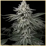 Super Mix Pack Weed Seeds additional image 1