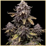 Autoflower Super Mix Pack Seeds additional image 3