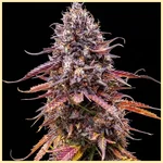 Super Mix Pack Weed Seeds additional image 3
