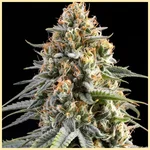 GMO Cookies Autoflower Seeds additional image 1