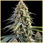 GMO Cookies Autoflower Seeds featured image