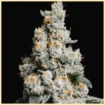 GMO Cookies Feminized Seeds additional image 1