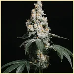 GMO Cookies Feminized Seeds featured image