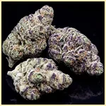 GMO x Double Burger Feminized Seeds additional image 2
