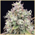 GMO x Double Burger Feminized Seeds additional image 1