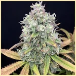 GMO x Double Burger Feminized Seeds featured image