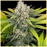 Premium Mix Pack Weed Seeds additional image 3