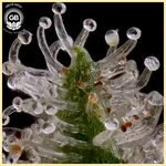 Golden Pineapple Feminized Seeds additional image 2
