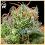 Golden Pineapple Feminized Seeds additional image 3