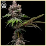 Golden Pineapple Feminized Seeds featured image