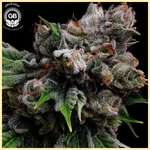 Golden Pineapple Feminized Seeds additional image 1