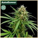 Gooseberry Syrup Autoflower Seeds featured image