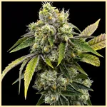 Gorilla Lemon Fire Feminized Seeds featured image