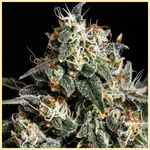 Gorilla Zkittlez Feminized Seeds additional image 1