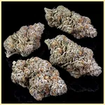 Government O.G. Feminized Seeds additional image 2