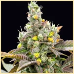 Government O.G. Feminized Seeds additional image 1