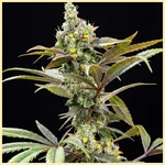 Government O.G. Feminized Seeds featured image