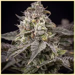 Grape Diamonds Feminized Seeds additional image 1