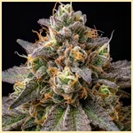 Grape God Autoflower Seeds additional image 1