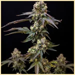 Grape God Autoflower Seeds featured image
