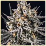 Grape Octane Autoflower Seeds additional image 1