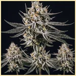 Grape Octane Autoflower Seeds featured image