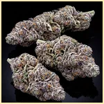Grape Octane Feminized Seeds additional image 2