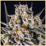 Grape Octane Feminized Seeds additional image 1