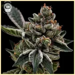 Grape Gellyz Feminized Seeds featured image