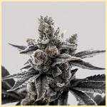 Grape Runtz Feminized Seeds additional image 1