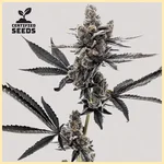 Grape Runtz Feminized Seeds featured image