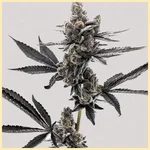 Grape Runtz Feminized Seeds additional image 2