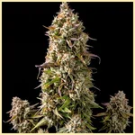 Grapericot Pie Autoflower Seeds featured image