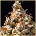 Grapericot Pie Feminized Seeds additional image 1