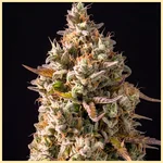 Grapericot Pie Feminized Seeds featured image