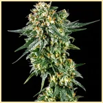 Chemical Mix Pack Weed Seeds additional image 3