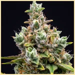 Green Crack x Somango Feminized Seeds additional image 1